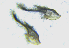 Empria longicornis