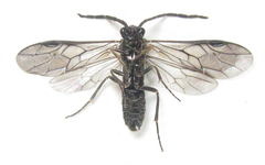 Empria longicornis