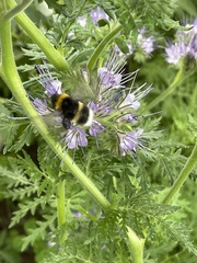 Bombus soroeensis