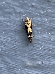 Mompha conturbatella