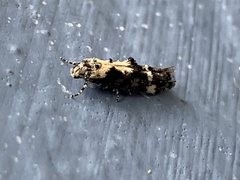 Mompha conturbatella