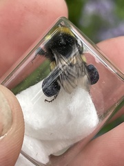 Bombus soroeensis