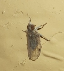 Melanoliarus acicus