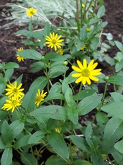 Sanvitalia procumbens