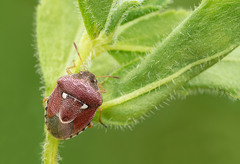 Stagonomus bipunctatus pusillus