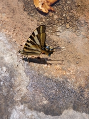 Iphiclides podalirius