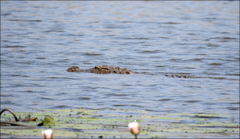 Crocodylus palustris