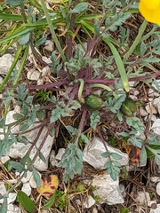 Papaver alpinum