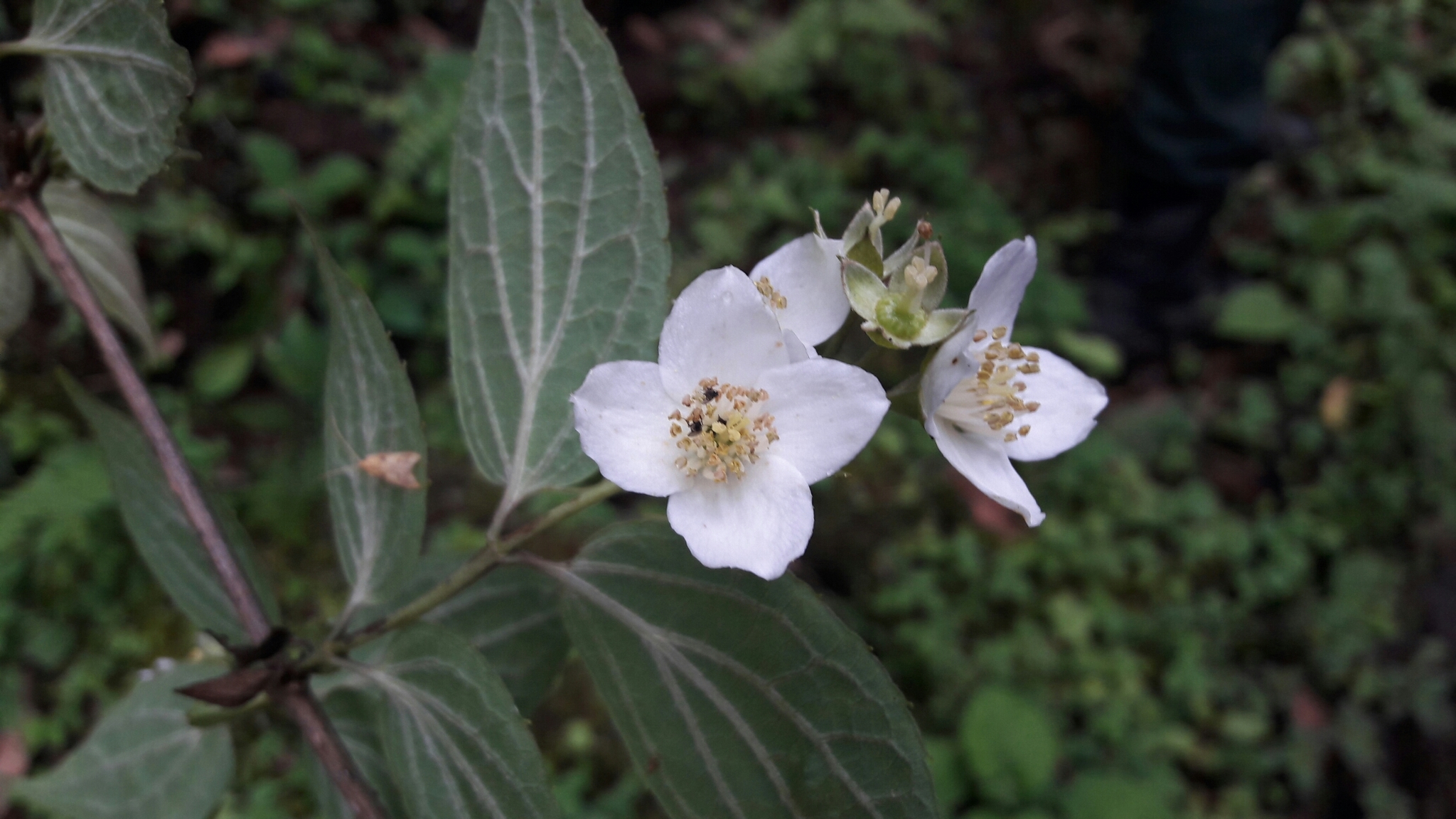 Philadelphus tomentosus