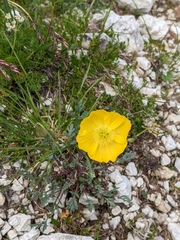 Papaver alpinum