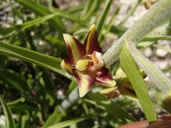 Epipactis veratrifolia