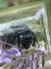 Bombus subterraneus
