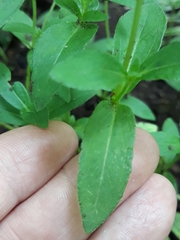 Sanvitalia procumbens