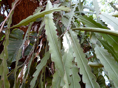 Epiphyllum hookeri