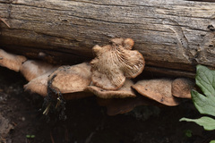 Lentinellus montanus