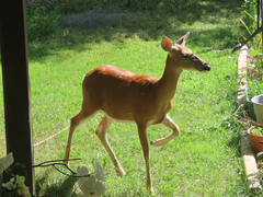 Odocoileus virginianus macrourus