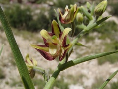 Epipactis veratrifolia
