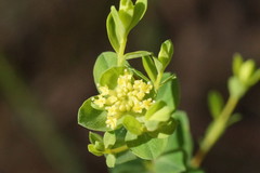 Pimelea flava flava