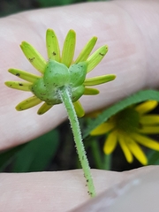 Sanvitalia procumbens
