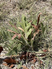 Silphium albiflorum