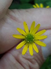 Sanvitalia procumbens