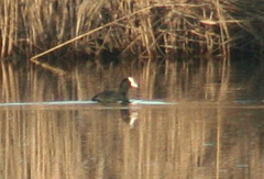 Fulica atra