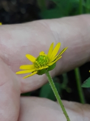 Sanvitalia procumbens
