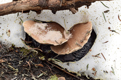 Lentinellus montanus