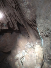 Pseudelaphe phaescens