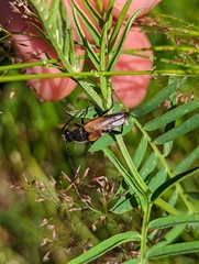 Trigonarthris subpubescens