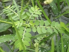 Phyllanthus urinaria