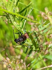 Trigonarthris subpubescens