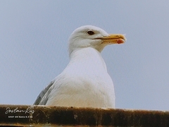 Larus michahellis