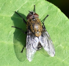 Polleniidae