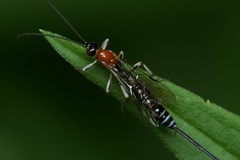 Calliephialtes grapholithae