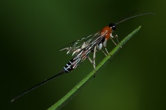 Calliephialtes grapholithae