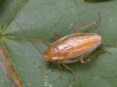 Ectobius vittiventris