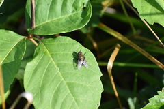 Polleniidae