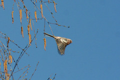 Carpodacus sibiricus