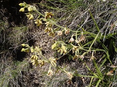Epipactis veratrifolia