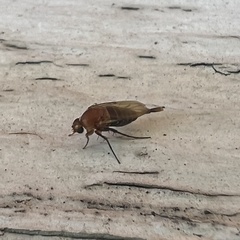 Metopininae