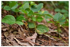 Thamnophis chrysocephalus