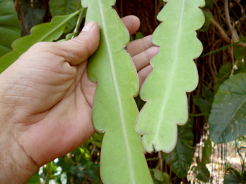 Image of Epiphyllum hookeri by (c) Carlos A. Padrón P., some rights reserved (CC BY-SA)
