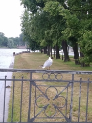 Chroicocephalus ridibundus