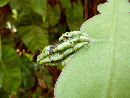 Image of Epiphyllum hookeri by (c) Carlos A. Padrón P., some rights reserved (CC BY-SA)