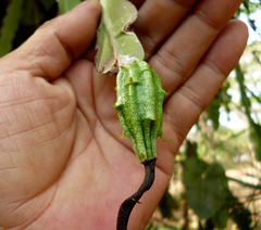 Epiphyllum hookeri