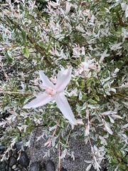Salix integra albovariegata