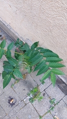 Ailanthus altissima