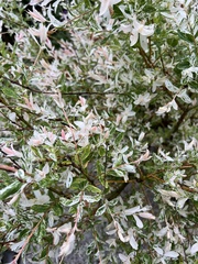 Salix integra albovariegata