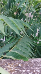 Ailanthus altissima